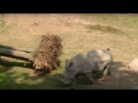 Wirtschaftsfenster MV: auch Zoo Schwerin ist wieder Thema