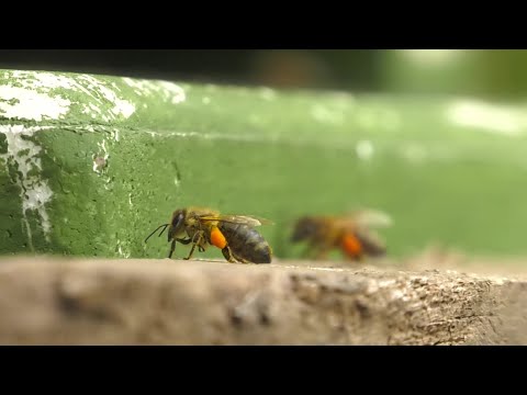 Bienen am Batteriespeicher der WEMAG