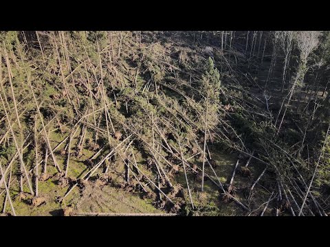 Starke Sturmschäden auch in den Wäldern von Nordwestmecklenburg