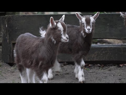 Supersüße Ziegen-Babys im Schweriner Zoo