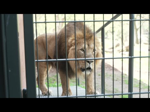 Ausgezeichnetes Löwen-Zuhause: Preis für Schweriner Zoo