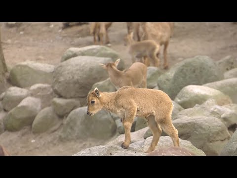 Mähnenspringer-Babys im Schweriner Zoo geboren