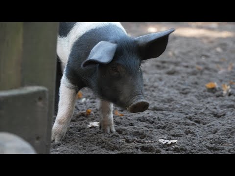 Sattelschwein-Nachwuchs macht den Schweriner Zoo unsicher