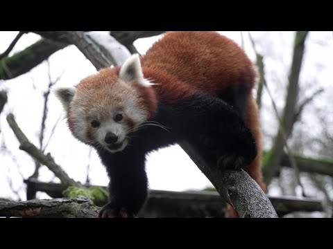 Zuzug im Schweriner Zoo: Ein neues Zuhause für Nila