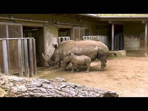 Wirtschaftsfenster MV: Zoo Schwerin baut Nashorn-Anlage aus