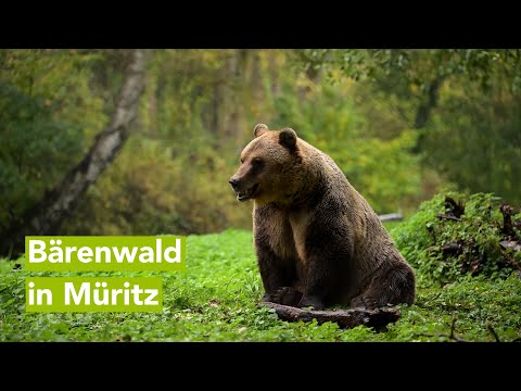 Wirtschaftsfenster M-V: Bärenwald in Müritz