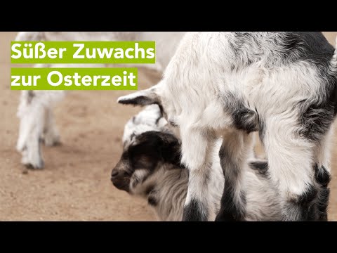 Osterzeit ist Zoozeit