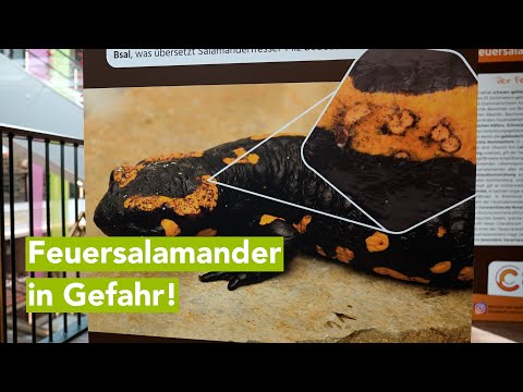 Neue Ausstellung zeigt Bedrohung des Feuersalamanders