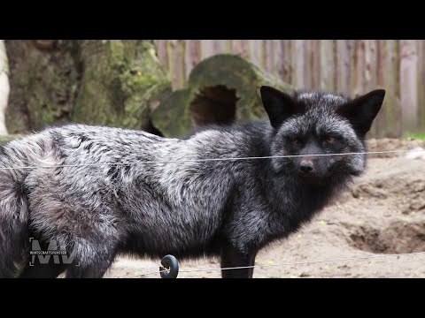 Wirtschaftsfenster MV: Tierpark Wolgast weiht neues Besucherzentrum ein