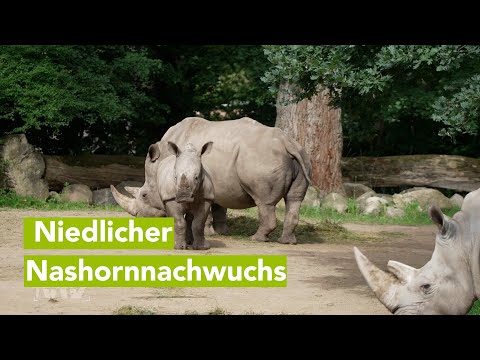 Nashörnchen im Zoo Schwerin entwickelt sich prächtig – Wirtschschaftsfenster MV mit Efre-Projekten