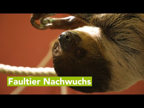 Zoo Schwerin freut sich über gesunden Nachwuchs