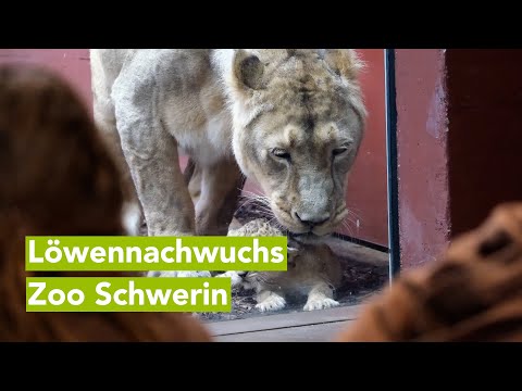 Nachwuchs bei Asiatischen Löwen im Zoo Schwerin