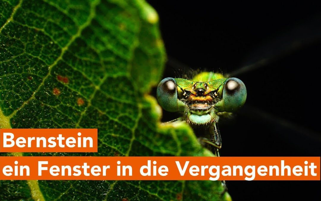 Bernstein und Facettenreiche Insekten im Müritzeum