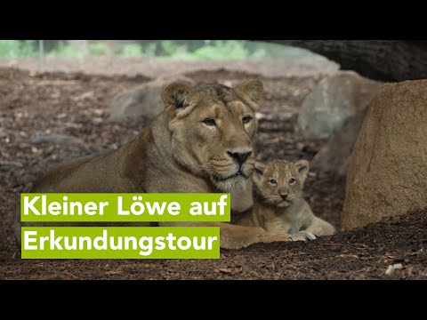 Löwen-Nachwuchs für Besucherinnen und Besucher sichtbar