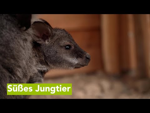 Wirtschaftsfenster M-V: Känguru-Nachwuchs im Tierpark Wismar