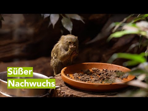 Doppelter Nachwuchs bei Zwergseidenäffchen im Zoo Schwerin